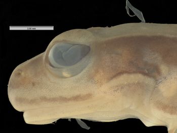 Media type: image; Herpetology A-28300